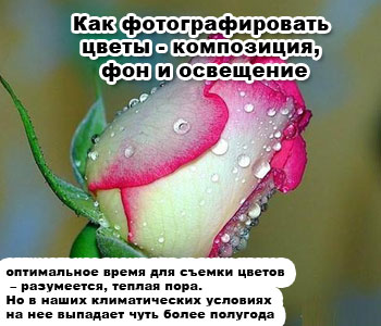 Как фотографировать цветы - композиция, фон и освещение