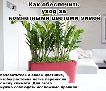 Как обеспечить уход за комнатными цветами зимой