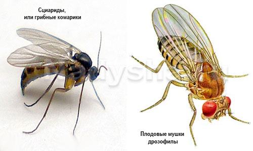 Как быстро избавиться от мошек на кухне